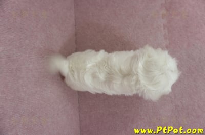 01/10奶白色馬爾泰迪公幼犬3號(屏東萬丹)19