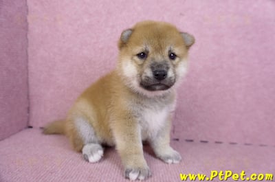 09/21赤色柴犬母幼犬1號(高雄橋頭)3