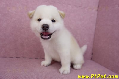 07/22白色柴犬公幼犬11