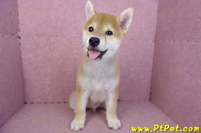 07/11赤色柴犬公幼犬2
