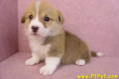 11/30雙色柯基犬公幼犬5號(高雄仁武)10