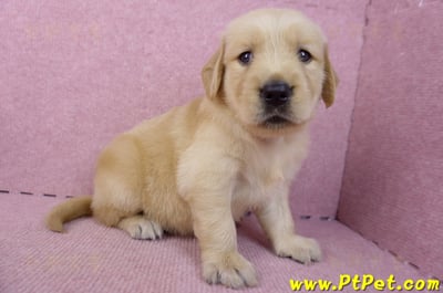 07/18黃金獵犬母幼犬1號(基隆信義)5