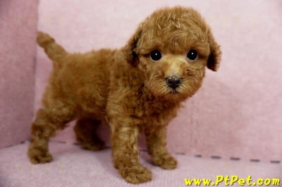 04/15玩具型紅貴賓母幼犬1號(台中大雅)4