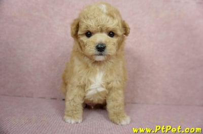 11/26迷你型奶油貴賓公幼犬2號(桃園中壢)2