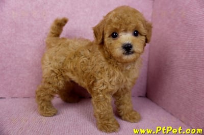 02/11紅貴賓公幼犬6