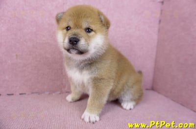 02/06赤色柴犬母幼犬2號5