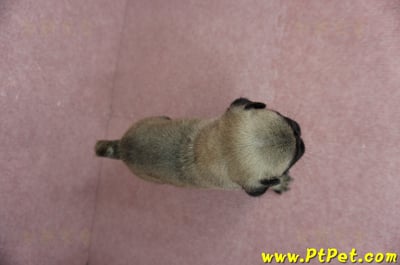 04/02巴哥公幼犬1號(桃園平鎮)8