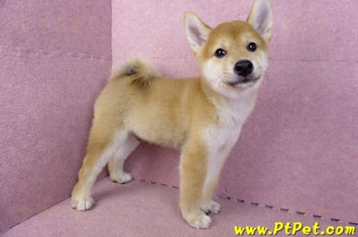 06/09赤色柴犬公幼犬(新北土城)4