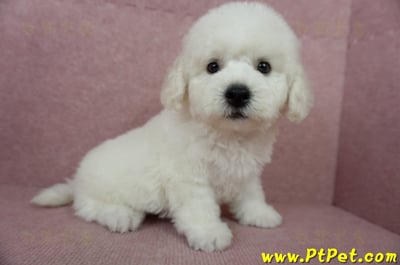 05/22比熊犬公幼犬(屏東潮州)6