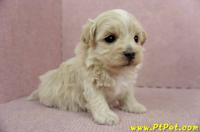 2/23奶油色馬爾泰迪 I 母幼犬1號(高雄鼓山)3