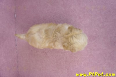 12/10馬爾泰迪公幼犬1號(高雄仁武)11