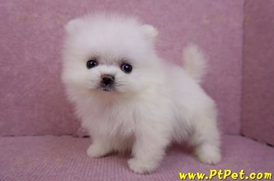 07/23迷你型松鼠白博美公幼犬(高雄鳳山)7