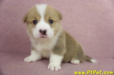 04/13雙色柯基犬公幼犬1號(高雄美濃)6