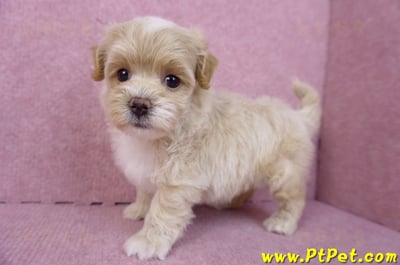 08/06奶油色馬爾泰迪母幼犬2號(高雄鳳山)9