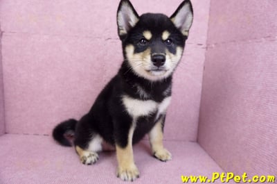 10/15黑色柴犬母幼犬(桃園龜山)4