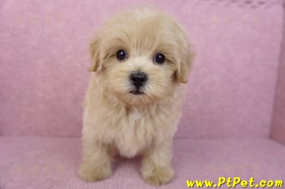 05/11馬爾泰迪公幼犬(台北內湖)3