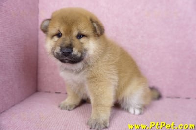 01/16赤色柴犬公幼犬6