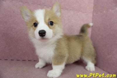 05/09雙色柯基犬母幼犬2號(高雄前鎮)12