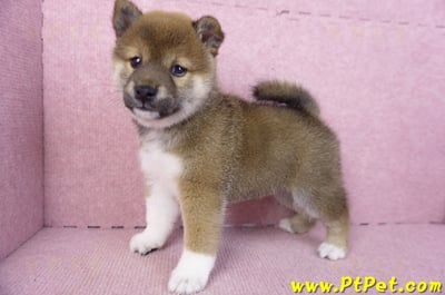 01/11赤色柴犬母幼犬3號(新竹竹北)8