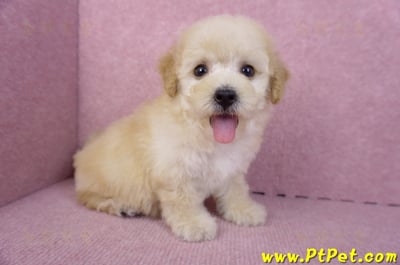 09/23泰迪比熊母幼犬(高雄鳳山)5