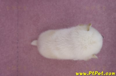07/22白色柴犬公幼犬2號6