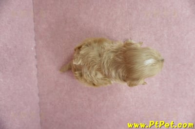 05/05奶油色馬爾泰迪母幼犬1號(新北三重)6