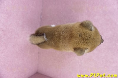 01/11赤色柴犬母幼犬1號(花蓮吉安)11