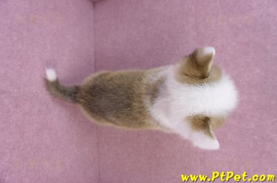 11/05雙色柯基犬公幼犬4號(台南安平)11