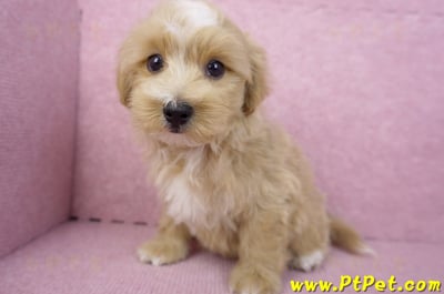 06/25馬爾泰迪公幼犬8