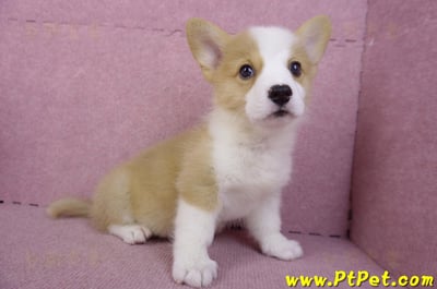 10/13雙色柯基犬公幼犬(台東市)5