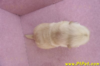 11/14黃金獵犬母幼犬3號(高雄左營)7