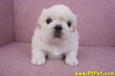 12/17北京狗公幼犬2