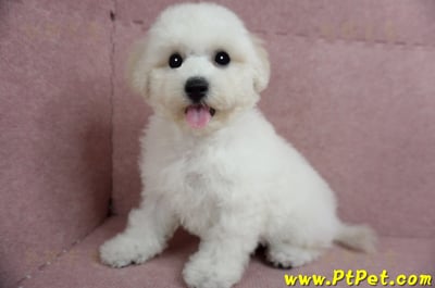 05/20比熊犬公幼犬1號(新北樹林)11