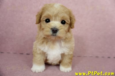 04/23奶油色馬爾泰迪公幼犬1號(新北蘆洲)2