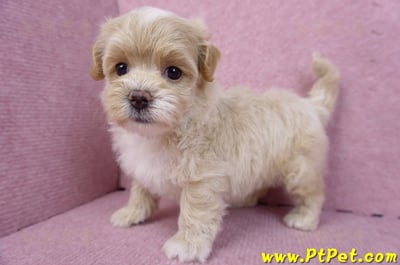 08/06奶油色馬爾泰迪母幼犬2號(高雄鳳山)10