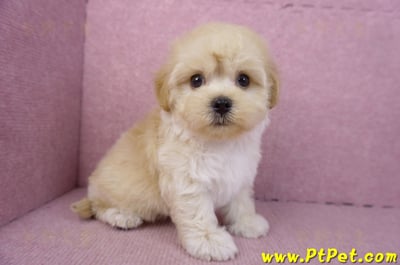 12/10馬爾泰迪公幼犬(台北信義)3