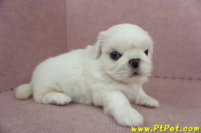 05/27北京狗公幼犬(新北林口)5