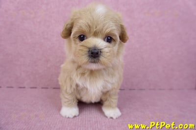 08/06奶油色馬爾泰迪母幼犬1號(桃園新屋)2