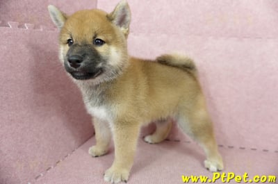 05/11赤色柴犬公幼犬(高雄大社)8