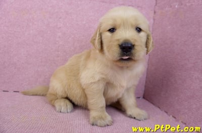 07/18黃金獵犬公幼犬7號(台北中山)4