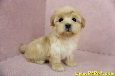 2/14奶油色馬爾泰迪 II 母幼犬(台中北屯)6