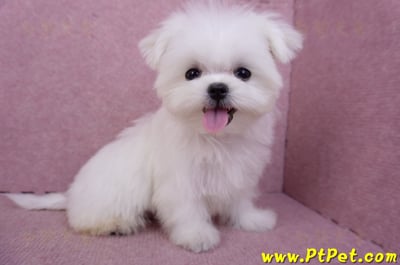 07/26迷你型馬爾濟斯公幼犬(屏東市)7