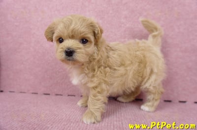 06/15奶油色馬爾泰迪母幼犬(台北內湖)12