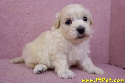 08/02奶油色馬爾泰迪公幼犬3號(嘉義朴子)4