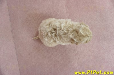 03/12泰迪比熊母幼犬4號(新北淡水)7