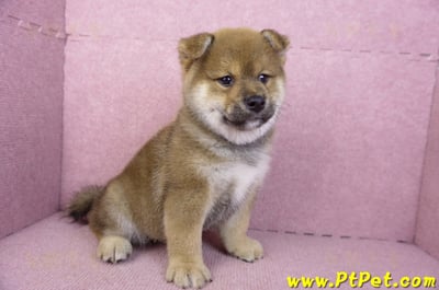 02/05赤色柴犬公幼犬(高雄仁武)3