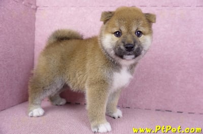 01/11赤色柴犬母幼犬1號(花蓮吉安)5