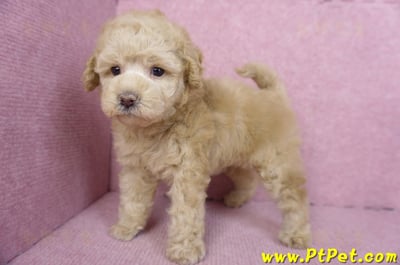 12/06奶油貴賓母幼犬(花蓮市)9