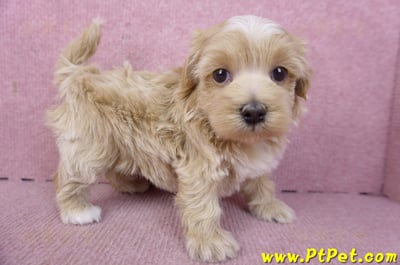 02/20馬爾泰迪母幼犬1號(新竹市)4