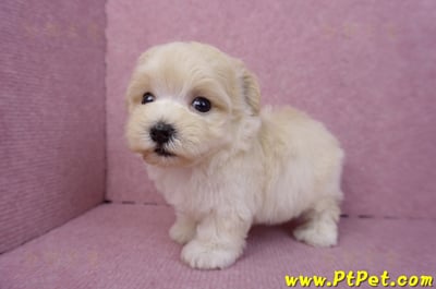 08/02奶油色馬爾泰迪公幼犬(桃園龍潭)14